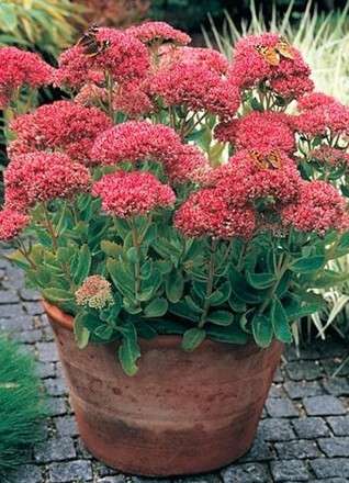 30 Perennial Sedum 'Autumn Joy' 