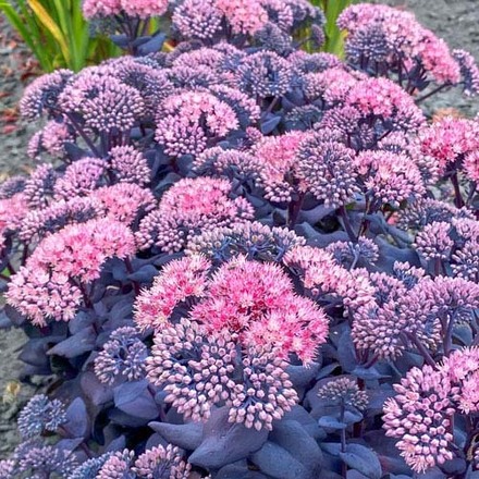 30 Perennial Sedum Mojave Jewels 'Sapphire'