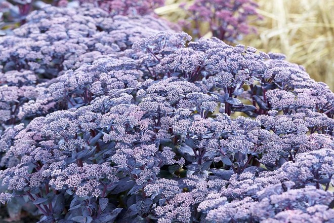 30 Perennial Sedum Mojave Jewels 'Sapphire'