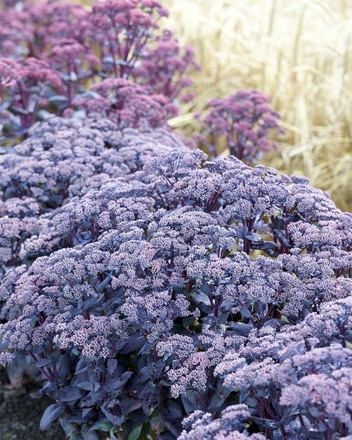 30 Perennial Sedum Mojave Jewels 'Sapphire'
