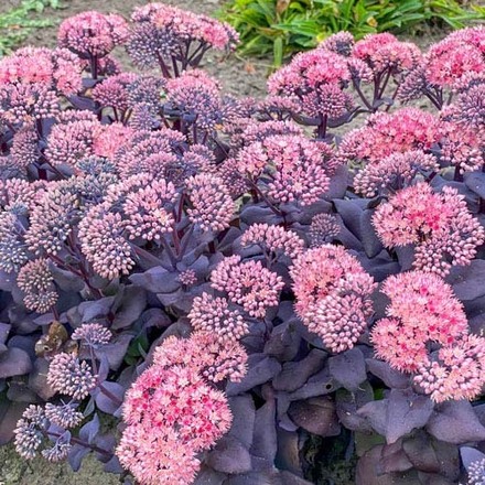 30 Perennial Sedum Mojave Jewels 'Sapphire'