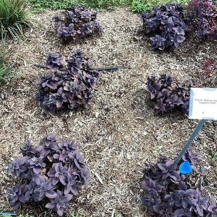 30 Perennial Sedum Mojave Jewels 'Sapphire'