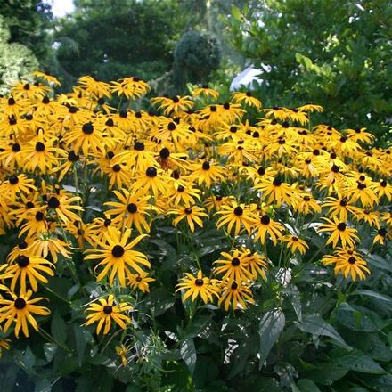 30 Perennial 'Goldsturm' Black-Eyed Susan