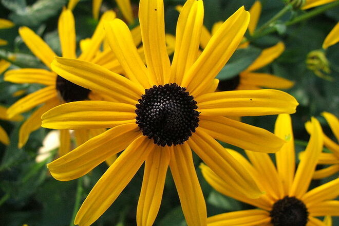 30 Perennial 'Goldsturm' Black-Eyed Susan