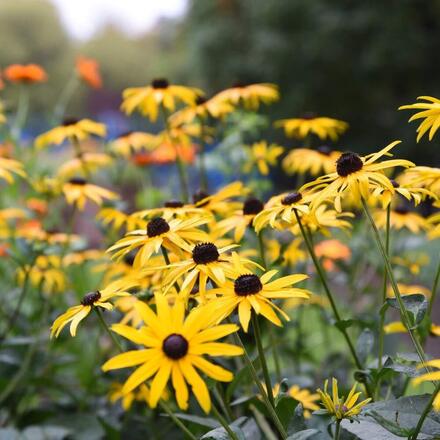 30 Perennial 'Goldsturm' Black-Eyed Susan