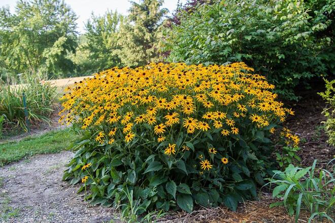 30 Perennial 'Goldsturm' Black-Eyed Susan