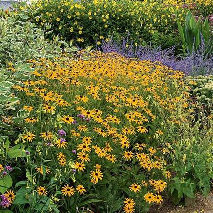 30 Perennial 'Goldsturm' Black-Eyed Susan