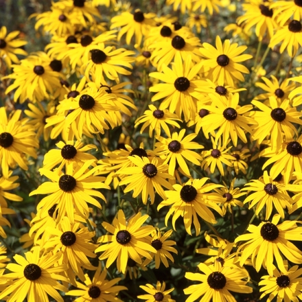 30 Perennial 'Goldsturm' Black-Eyed Susan