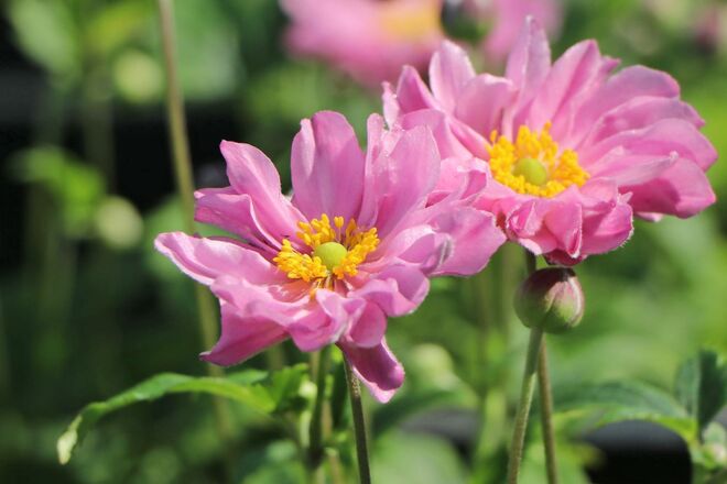 30 Perennial Anemone 'Fantasy Pocahontas'