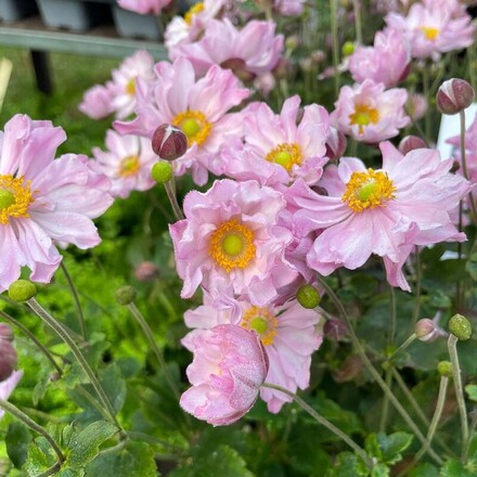 30 Perennial Anemone 'Fantasy Pocahontas'