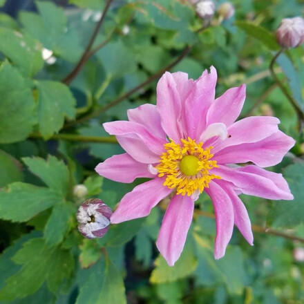 30 Perennial Anemone 'Fantasy Pocahontas'