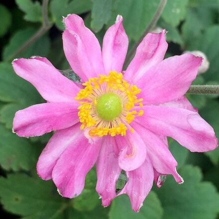30 Perennial Anemone 'Fantasy Pocahontas'