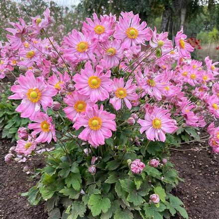 30 Perennial Anemone 'Fantasy Pocahontas'