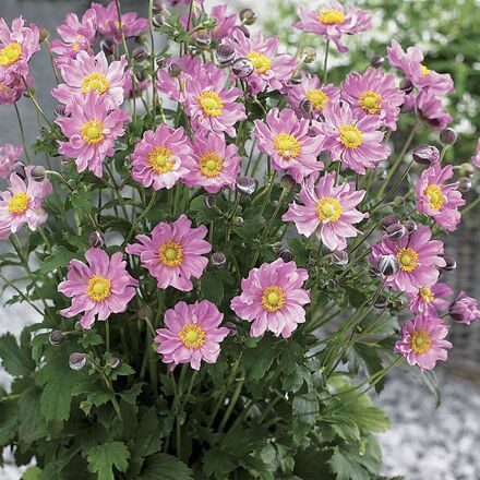 30 Perennial Anemone 'Fantasy Pocahontas'