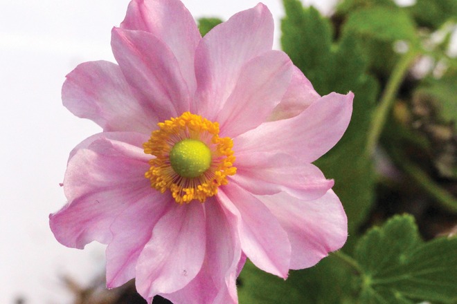 30 Perennial Anemone 'Fantasy Pocahontas'