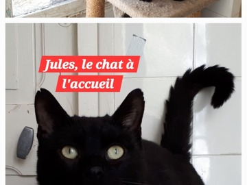 Helping out: Accueillez le chat Jules pour 15 jours où plus si affinités 