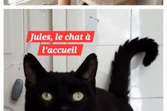 Entraide: Accueillez le chat Jules pour 15 jours où plus si affinités 