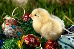 Selling: EASTER SPECIAL. - WILL THEY RETURN? 