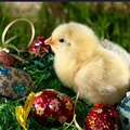 Selling: EASTER SPECIAL. - WILL THEY RETURN? 