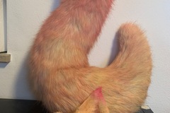 Selling with online payment: Ears and Tail by customcostumes | used for Ahri