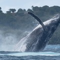Experiential Travel (individual): Excursion Baleine 