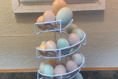 Selling with online payment: Easter Egger Hatching Eggs 