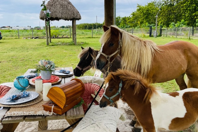 A Picnic Extravaganza with Horses in Homestead, FL