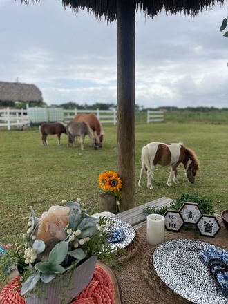 A Picnic Extravaganza with Horses in Homestead, FL