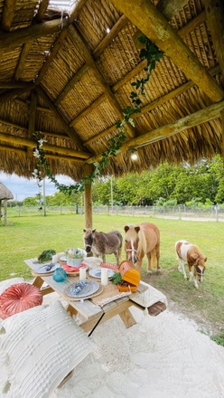 A Picnic Extravaganza with Horses in Homestead, FL