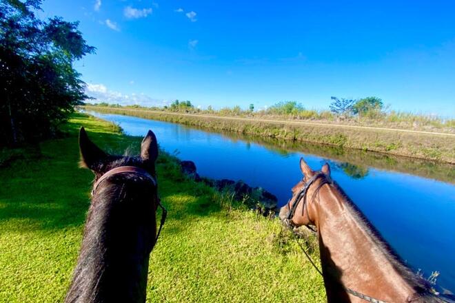 A Picnic Extravaganza with Horses in Homestead, FL