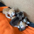  : Kittens