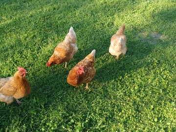 Selling with In-person Payment: Farm Fresh Eggs for Sale