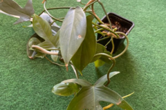 Sales: Philodendron florida green