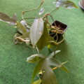 Vente: Philodendron florida green