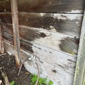 Selling: Reclaimed Rough Cut 2” x 12” Old Growth Redwood Planks