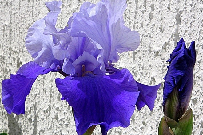 Iris d'Allemagne 