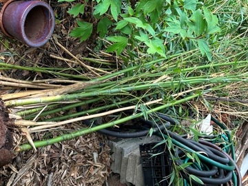 Giving away: Don d'un pied de bambou