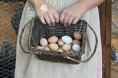 Selling with In-person Payment: Farm Fresh Chicken Eggs (Moscow, TN)