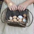 Selling with In-person Payment: Farm Fresh Chicken Eggs (Moscow, TN)