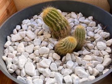 Sales: Cactus