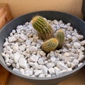 Sales: Cactus