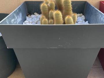 Sales: Cactus 