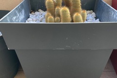 Sales: Cactus 