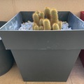 Vente: Cactus 