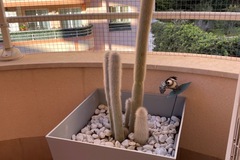 Vente: Cactus