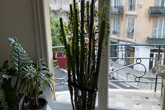Sales: Magnifique Euphorba trigona 1,70 cm