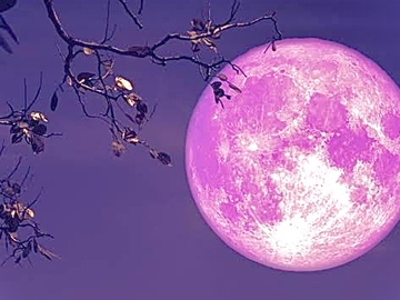 Selling: ✨ Scoprio Pink Full Moon ✨ Activated Reading 24.04.24
