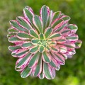 Vente: Magnifique Aeonium rubrolineatum 