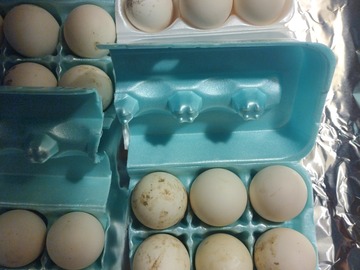 Selling with In-person Payment: Eating Duck eggs