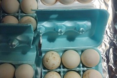 Selling with In-person Payment: Eating Duck eggs